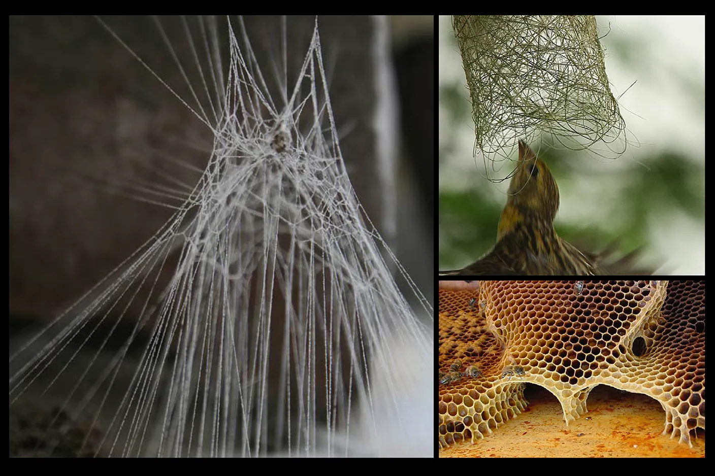 Colagem com três exemplos de construção animal, uma teia de aranha em forma de domo, um pássaro tecelão inspecionando o seu ninho tecido, e uma colmeia de favo de mel com bordas naturais arqueadas