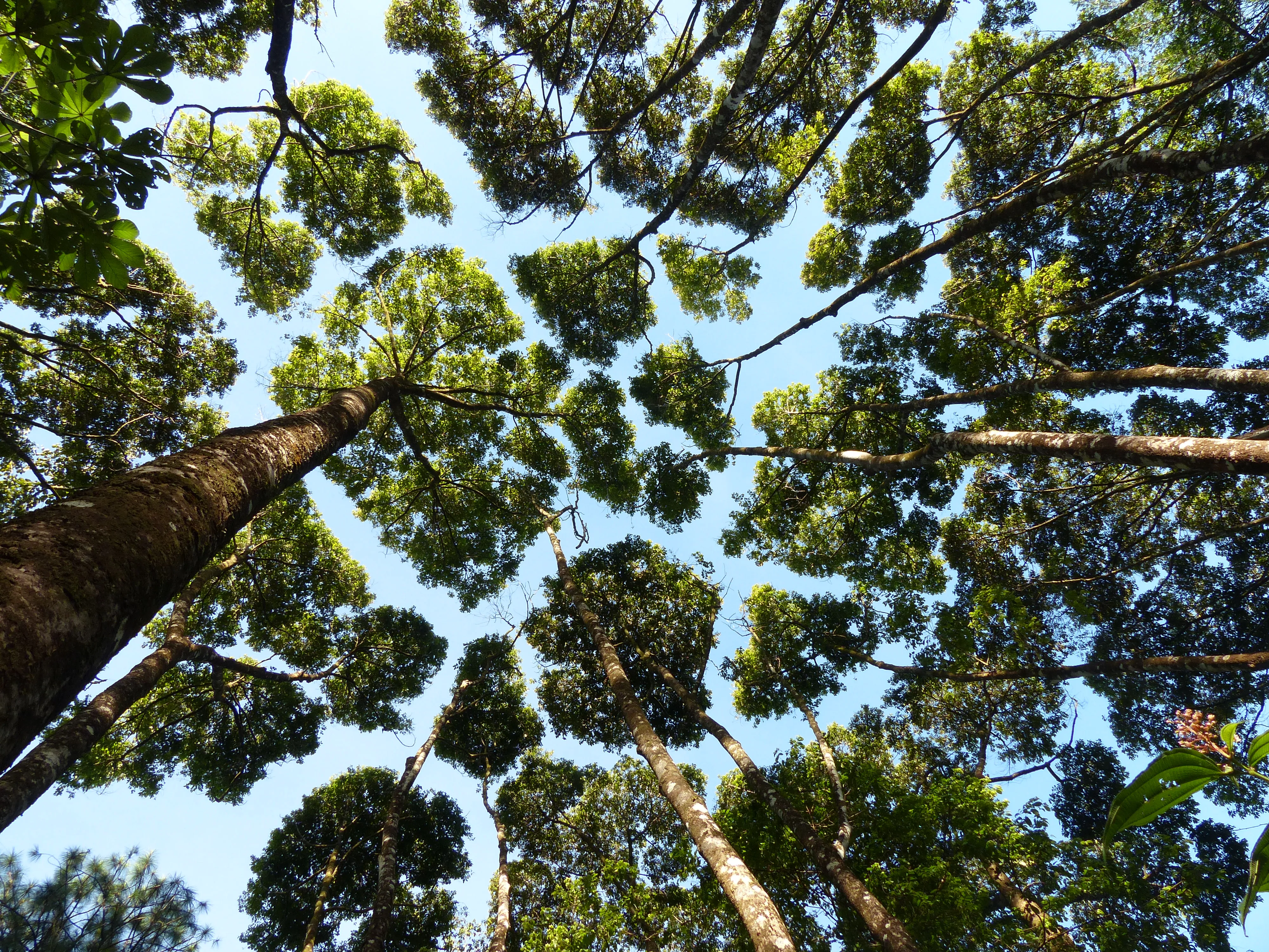 Timidez das copas em árvores Wana-Kwali, plantação CIRAD, Guiana Francesa