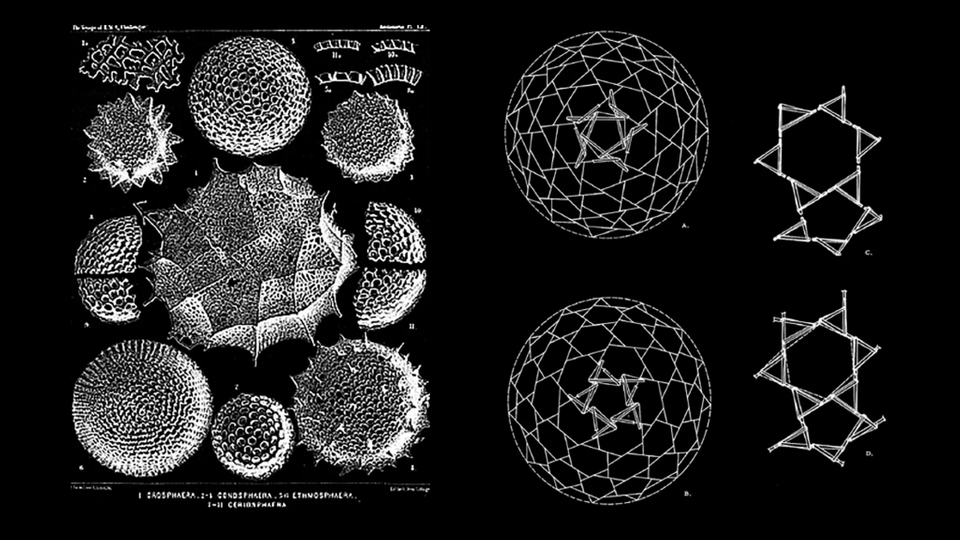 Radiolária de Ernst Haeckel ao lado de estudos de geodésica e tensegridade de Buckminster Fuller