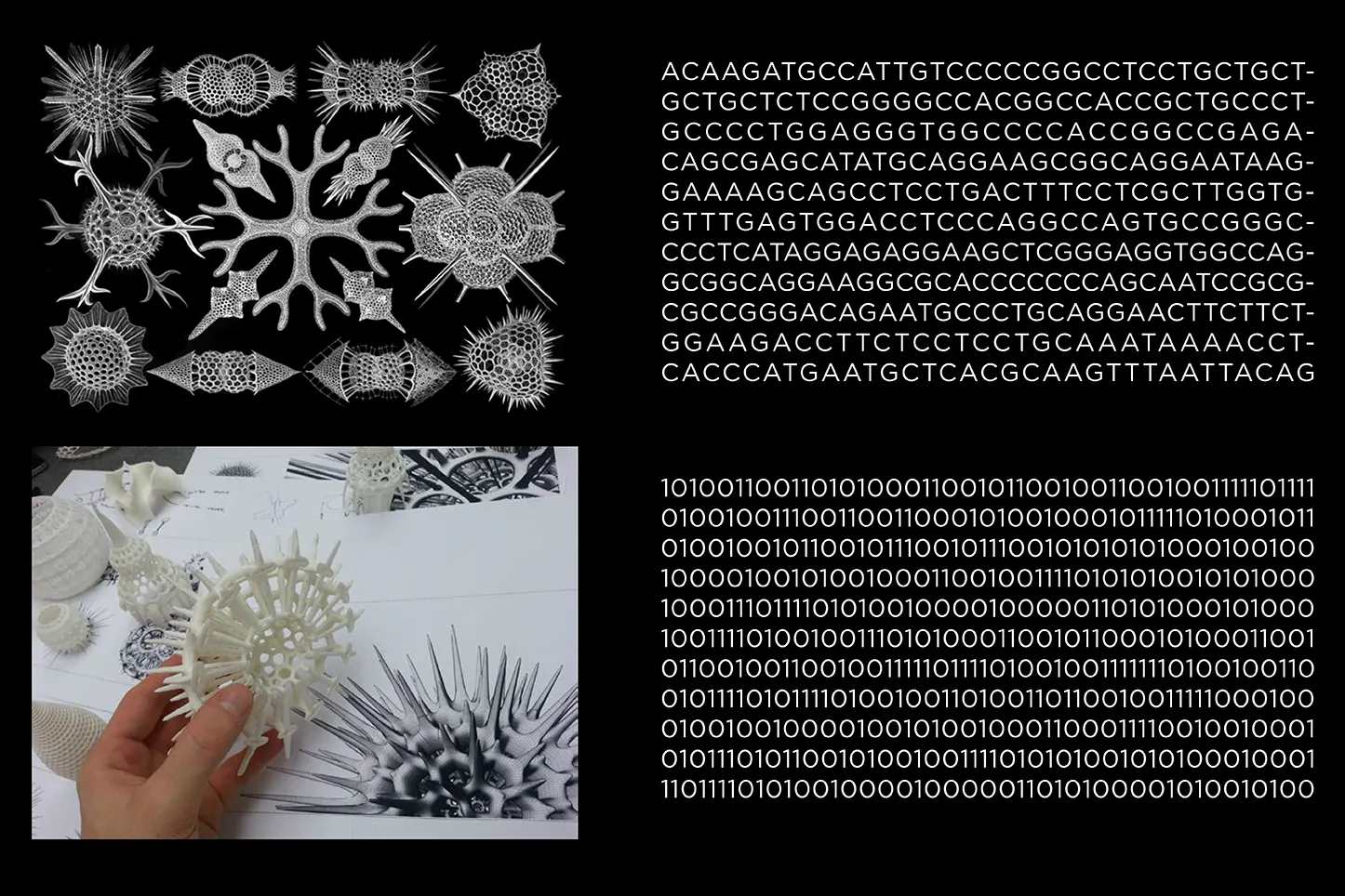 Colagem em quatro quadrantes contrastando forma natural e digital, prancha de Spumellaria por Ernst Haeckel, uma sequência de DNA, uma radiolária impressa em 3D segurada pela mão de Andrei Jipa, e uma sequência de dígitos binários