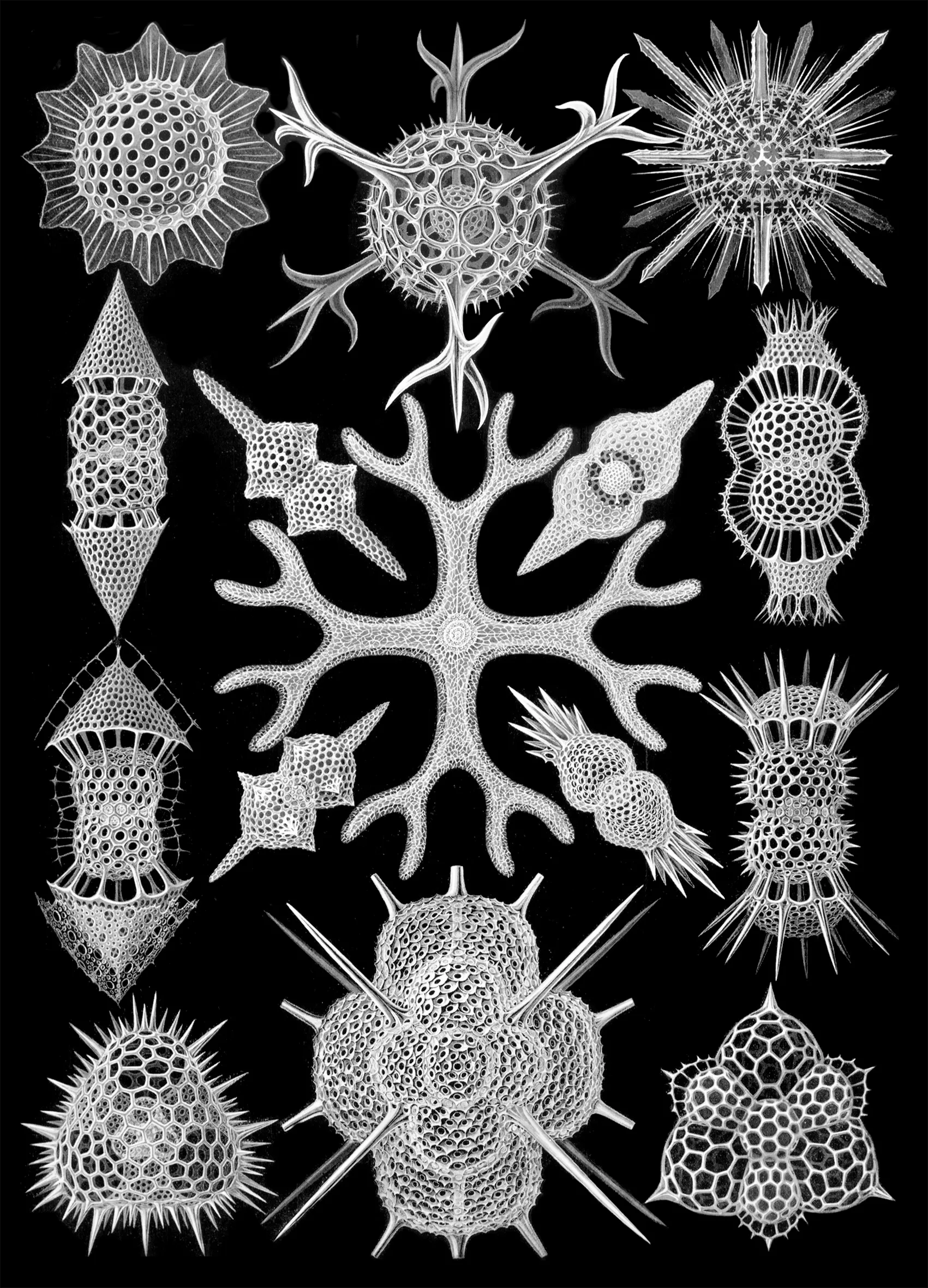 Beispiel für Strukturen in der Natur: Ernst Haeckel - Spumellaria