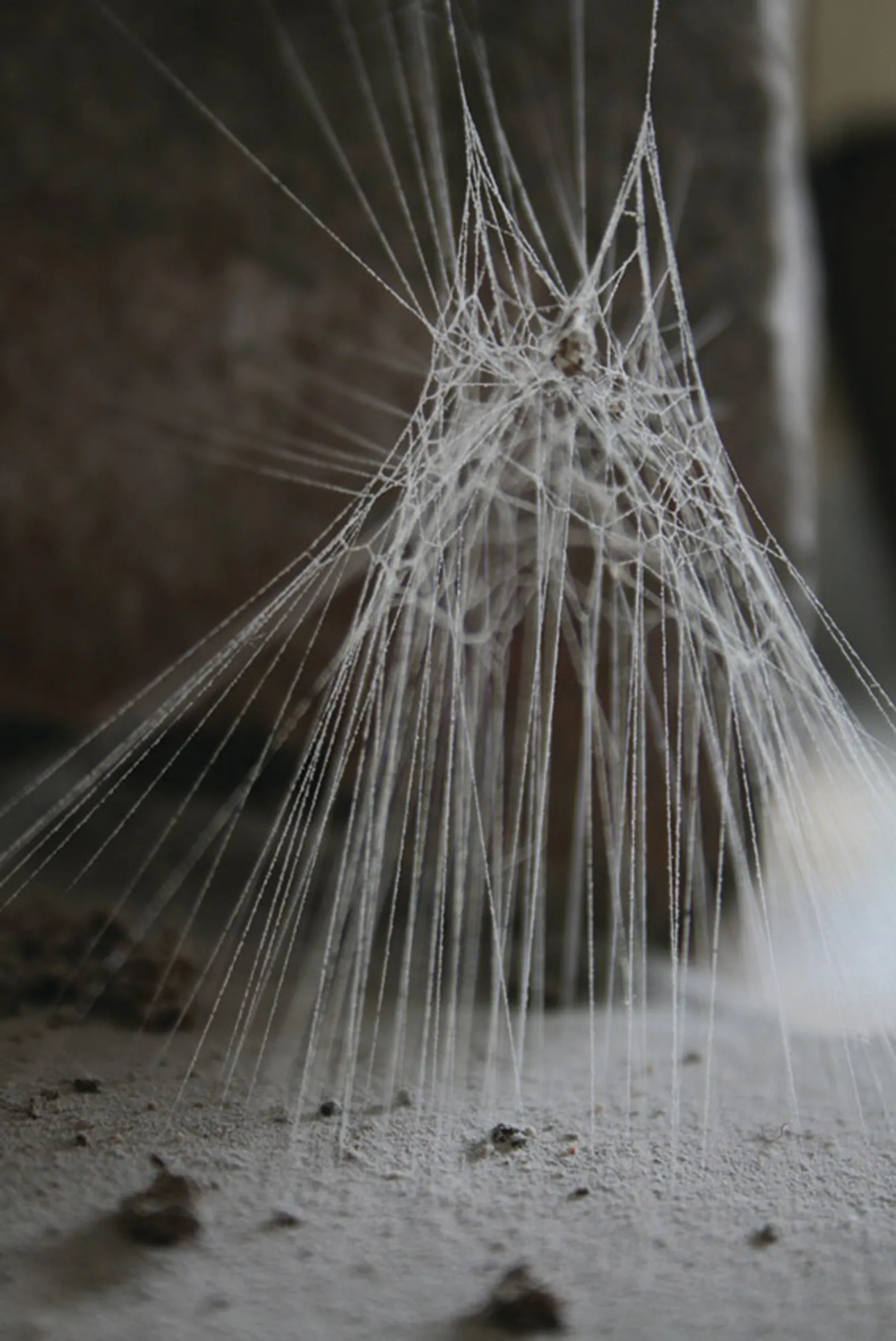 Beispiel für Strukturen in der Natur: Patricia Manzarraga - Spinnennetz