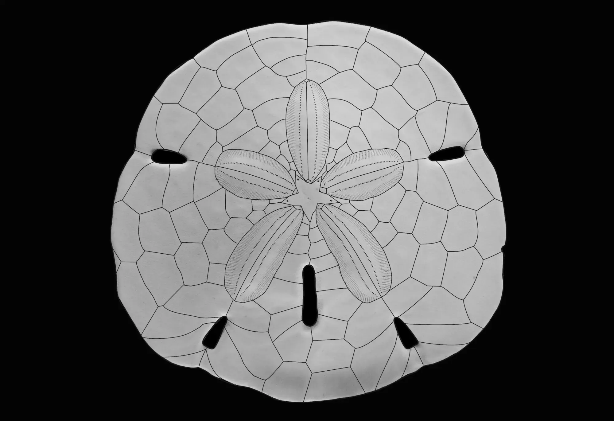 Ein Sanddollar