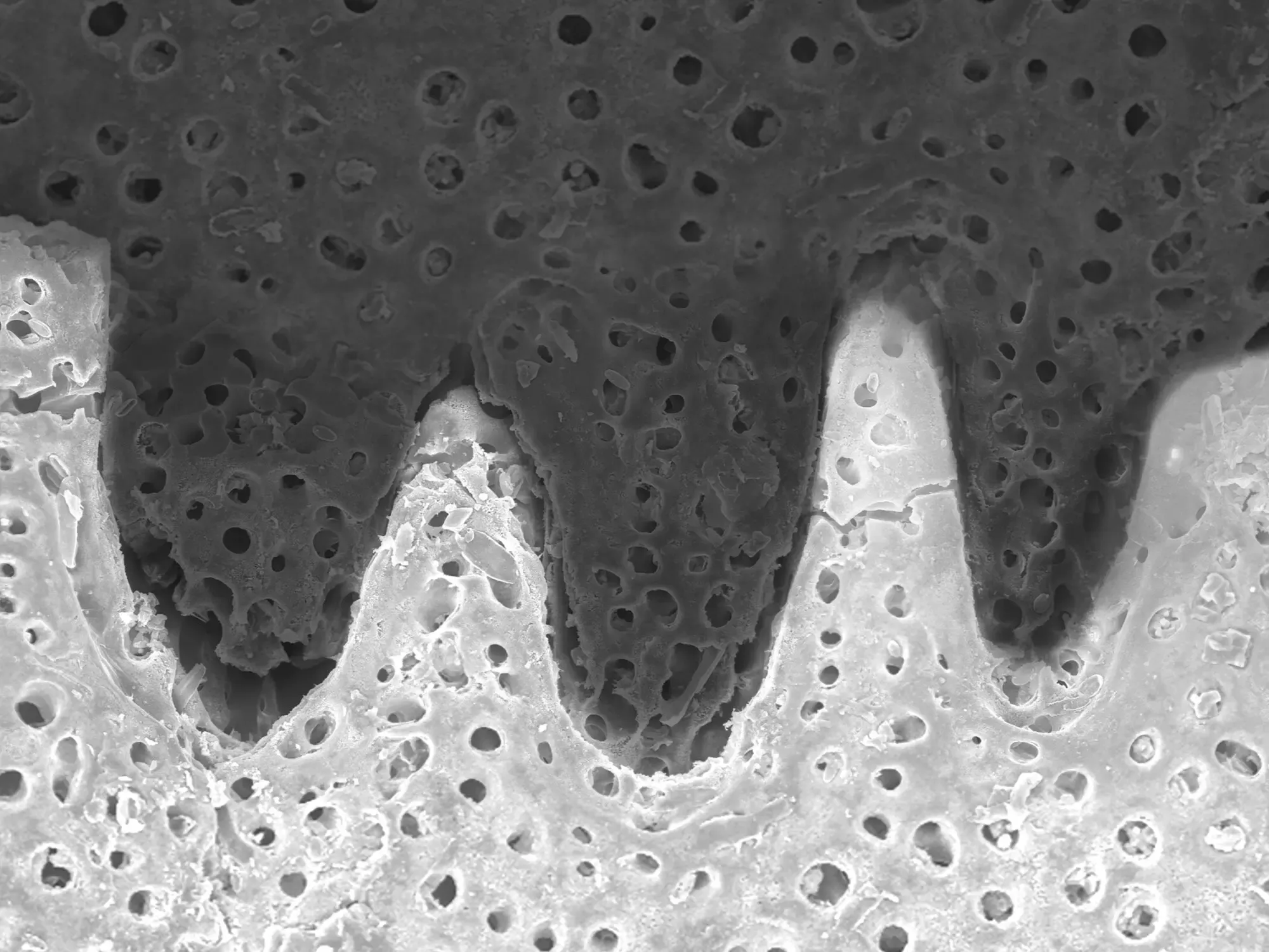 Verbindung des Sanddollars unter Vergrößerung