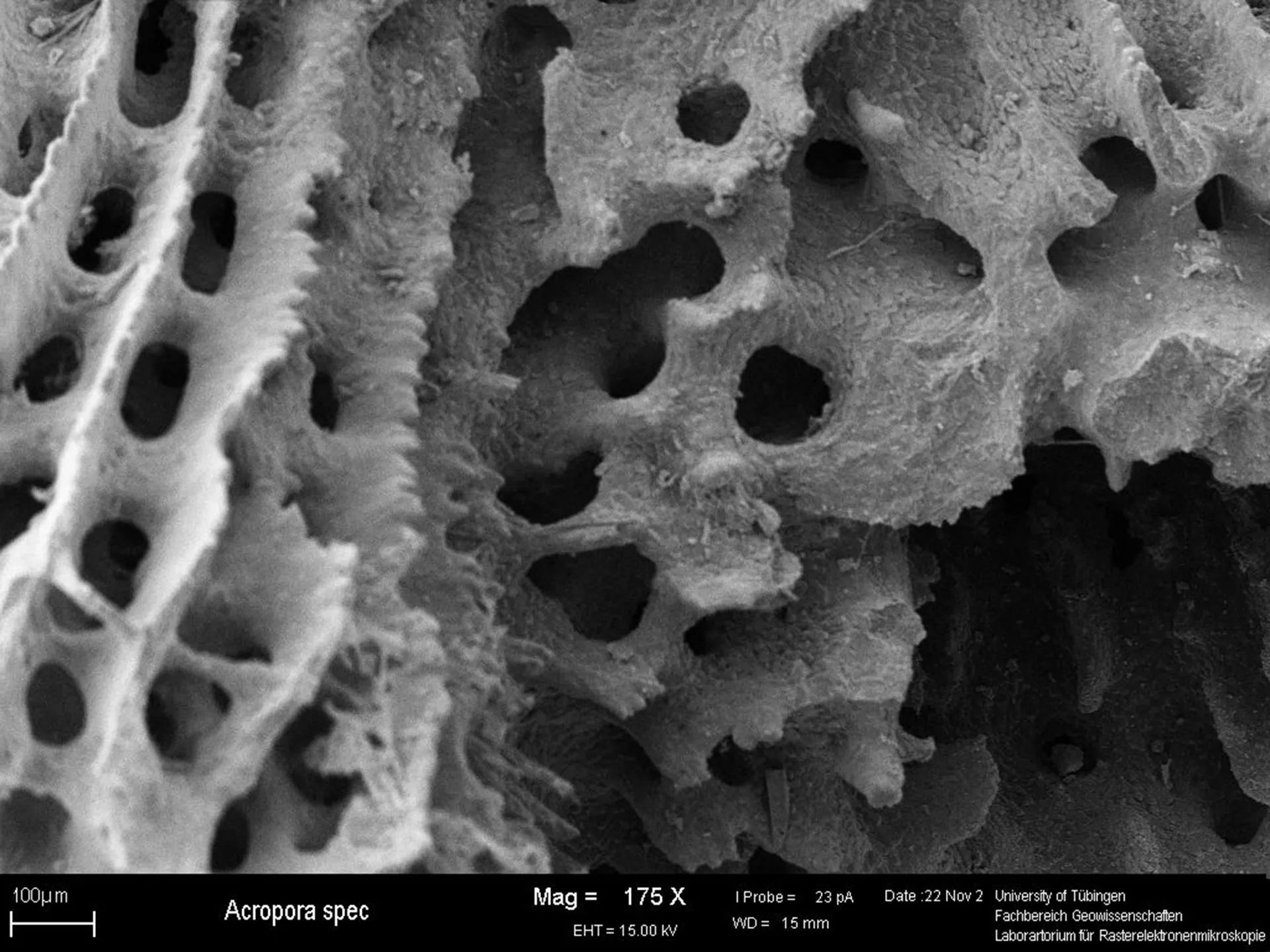 Microscopy of the coral Acropora with a magnitude of 175x.