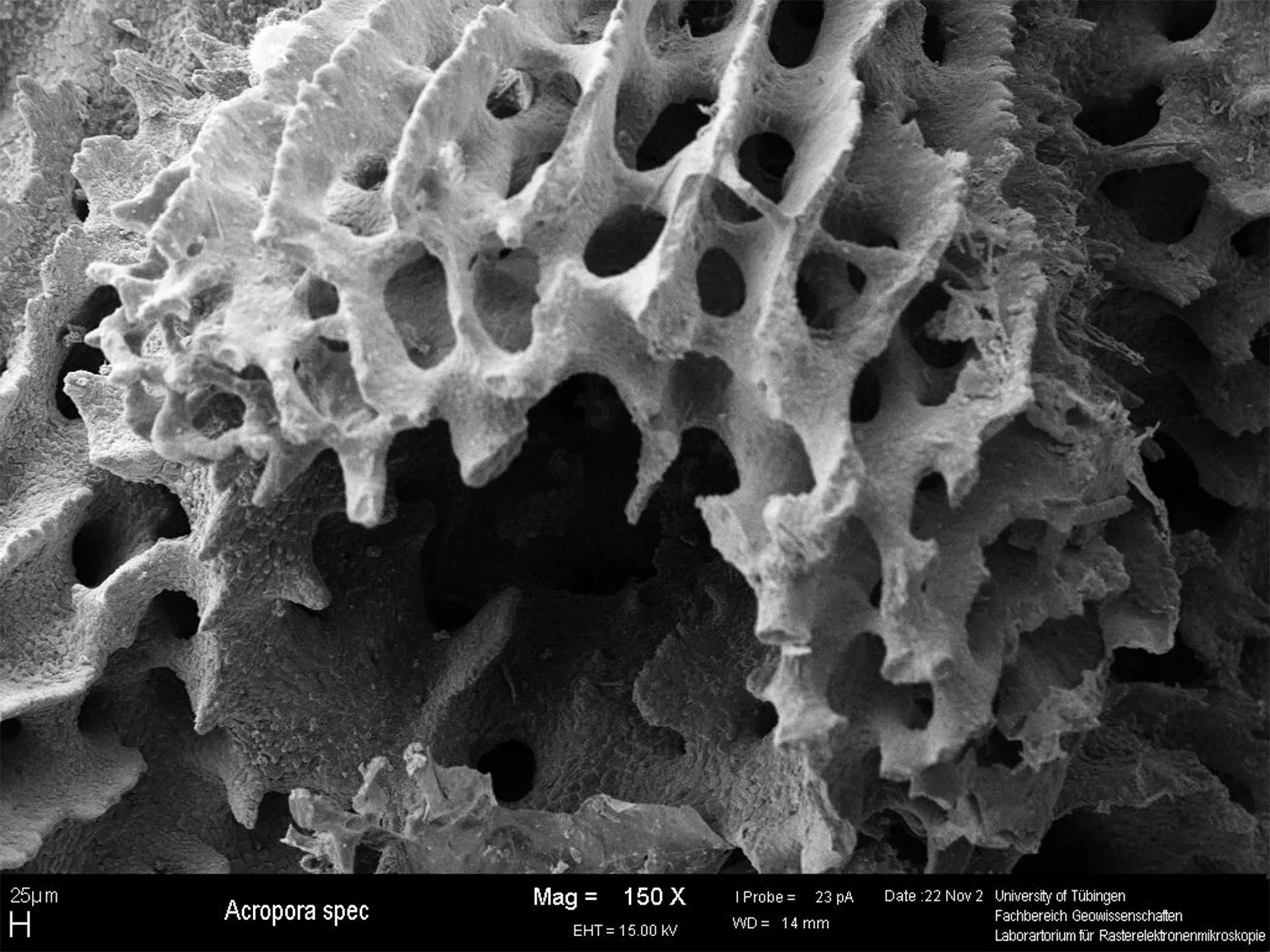 Microscopia do coral Acropora com magnitude de 150x.