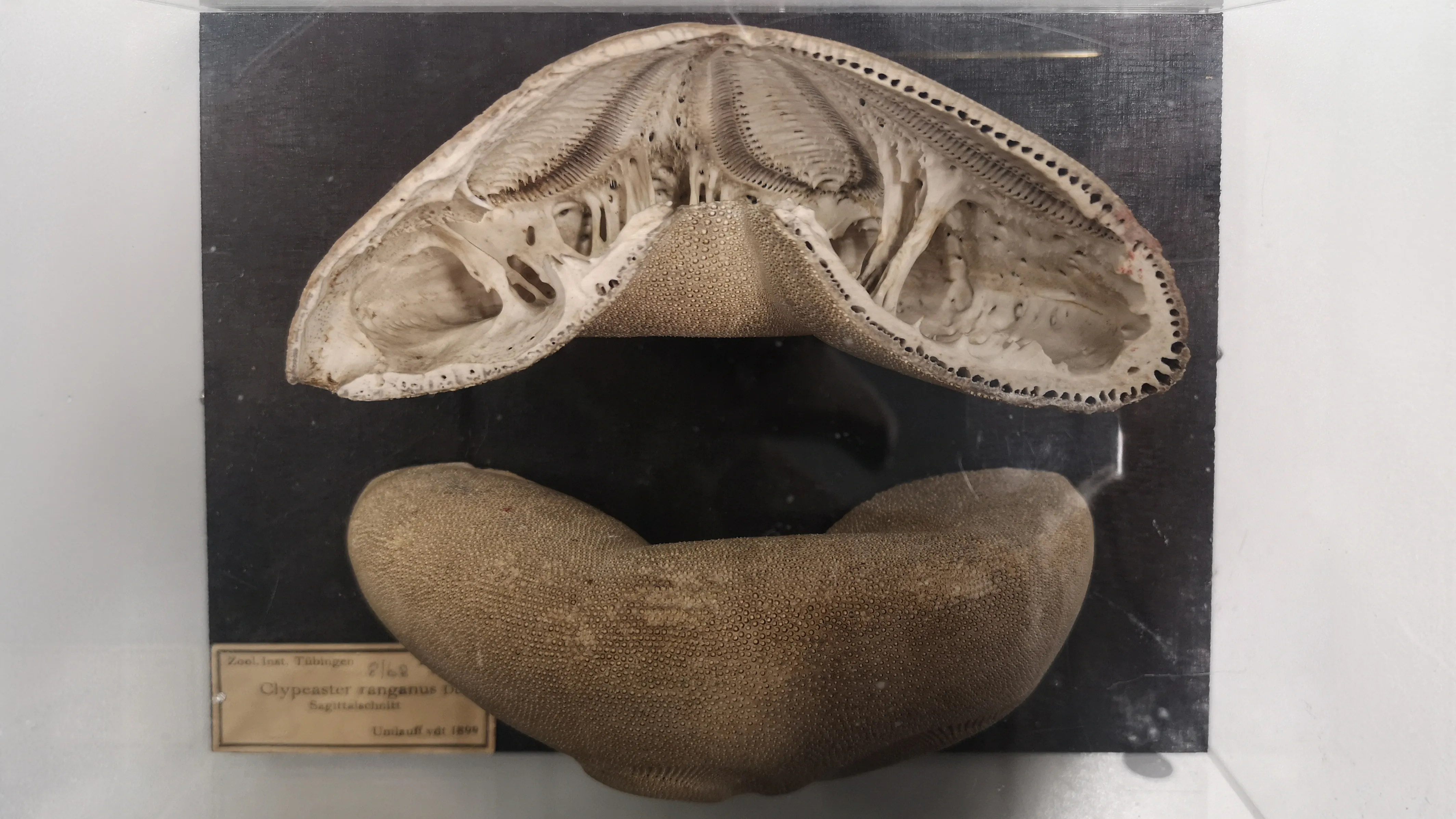 Kuchenseeigel - Clypeaster ranganus, Universität Tübingen