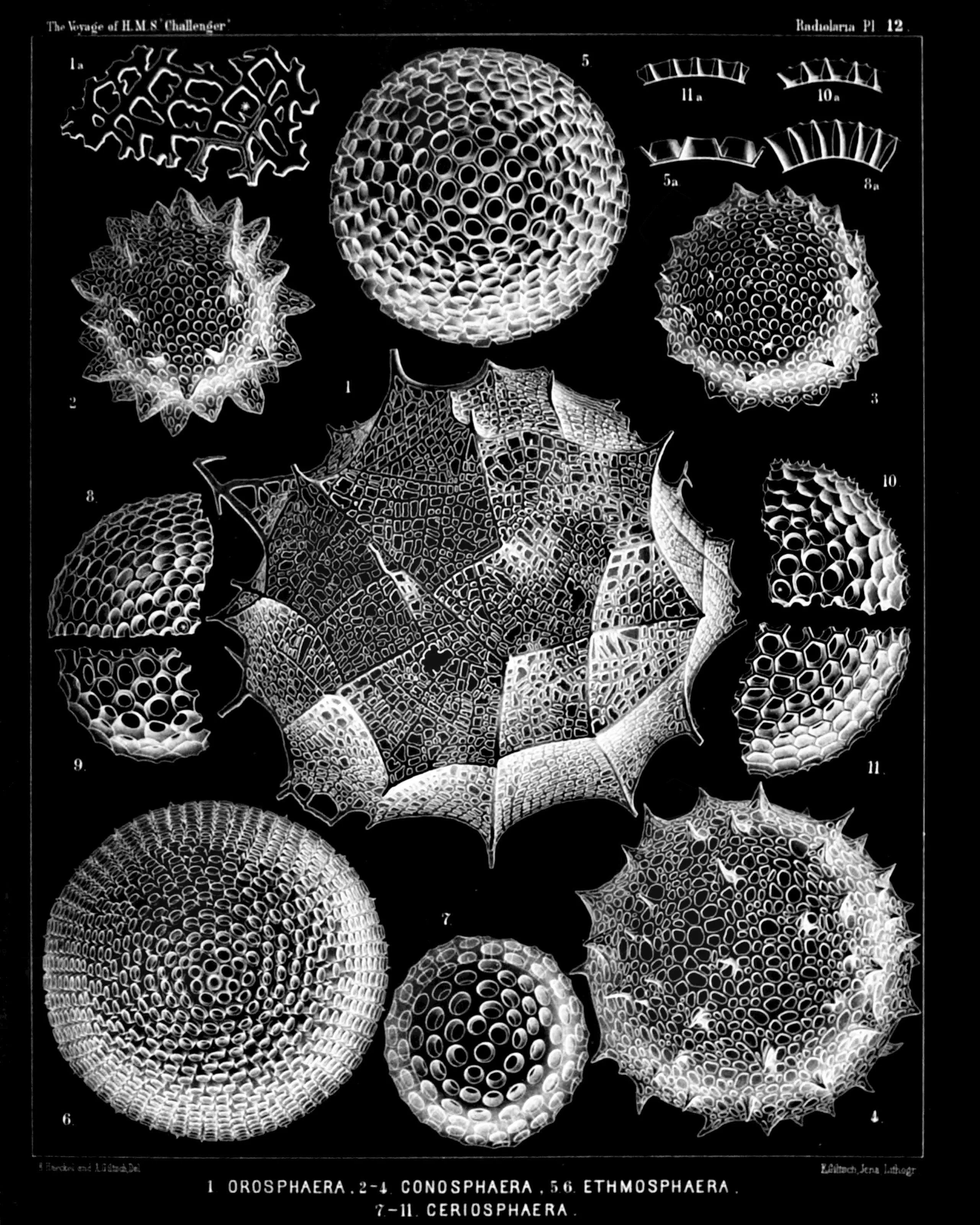 Illustration aus dem Report on the Radiolaria collected by H.M.S. Challenger during the years 1873-1876