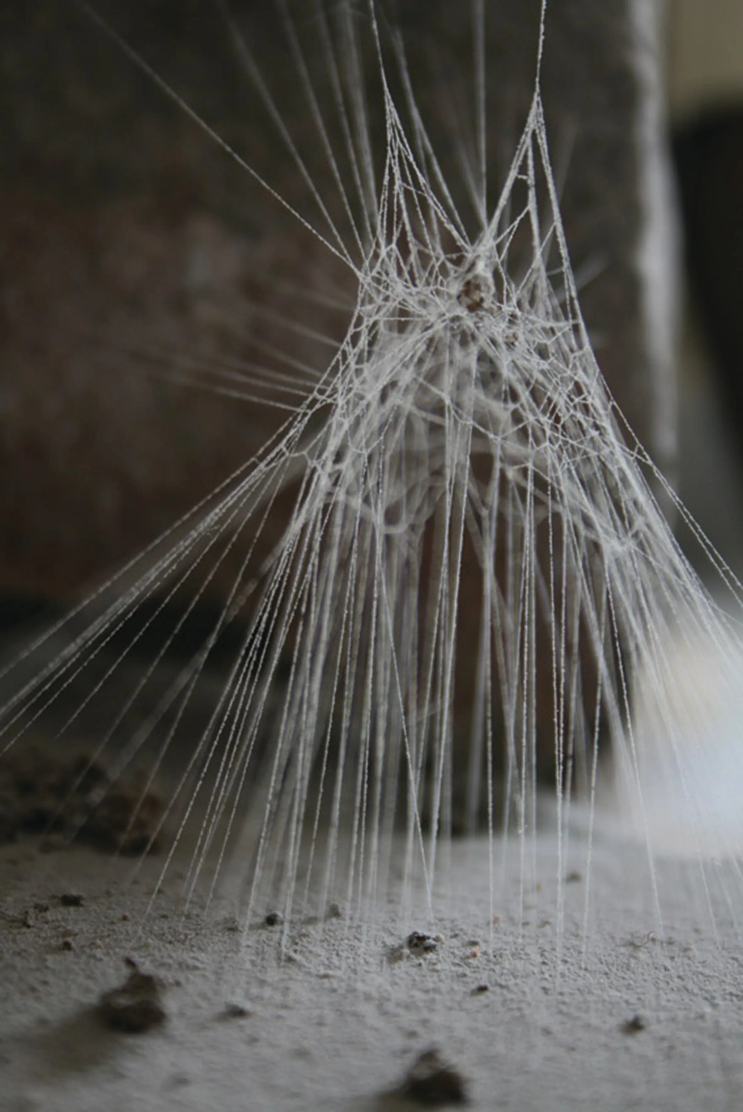 Spinnennetz