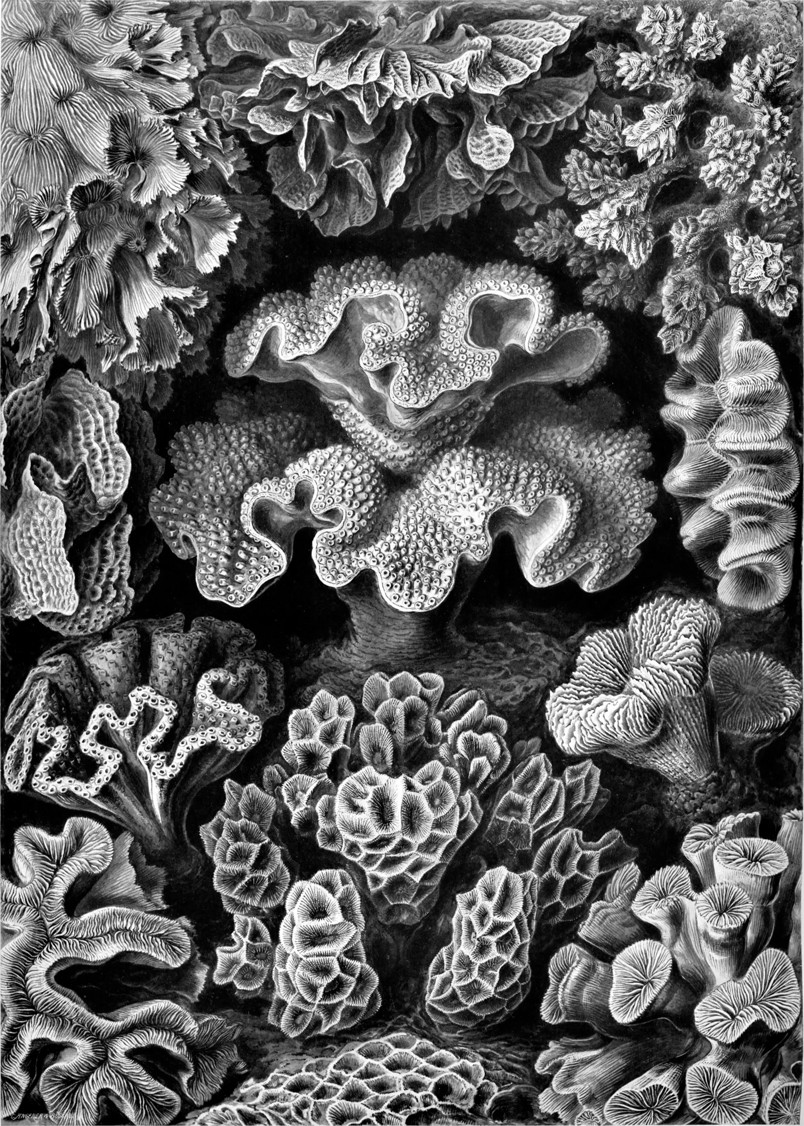 Zeichnung Hexacoralla von Ernst Haeckel, zeigt viele Korallenarten in einer äußerst ansprechenden Anordnung.
