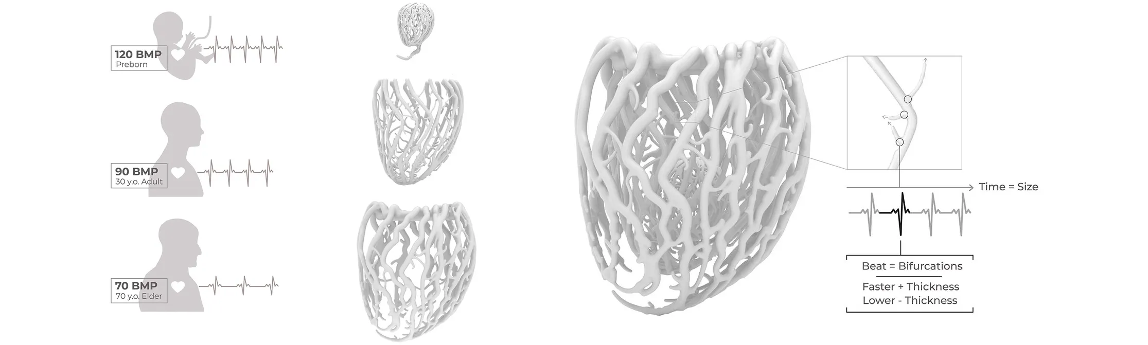 Diagram: heartbeats of a preborn at 120 bpm; of an adult at 90 bpm; and of an old person at 70 bpm.
Diagram how the rhizome-like paths are created.