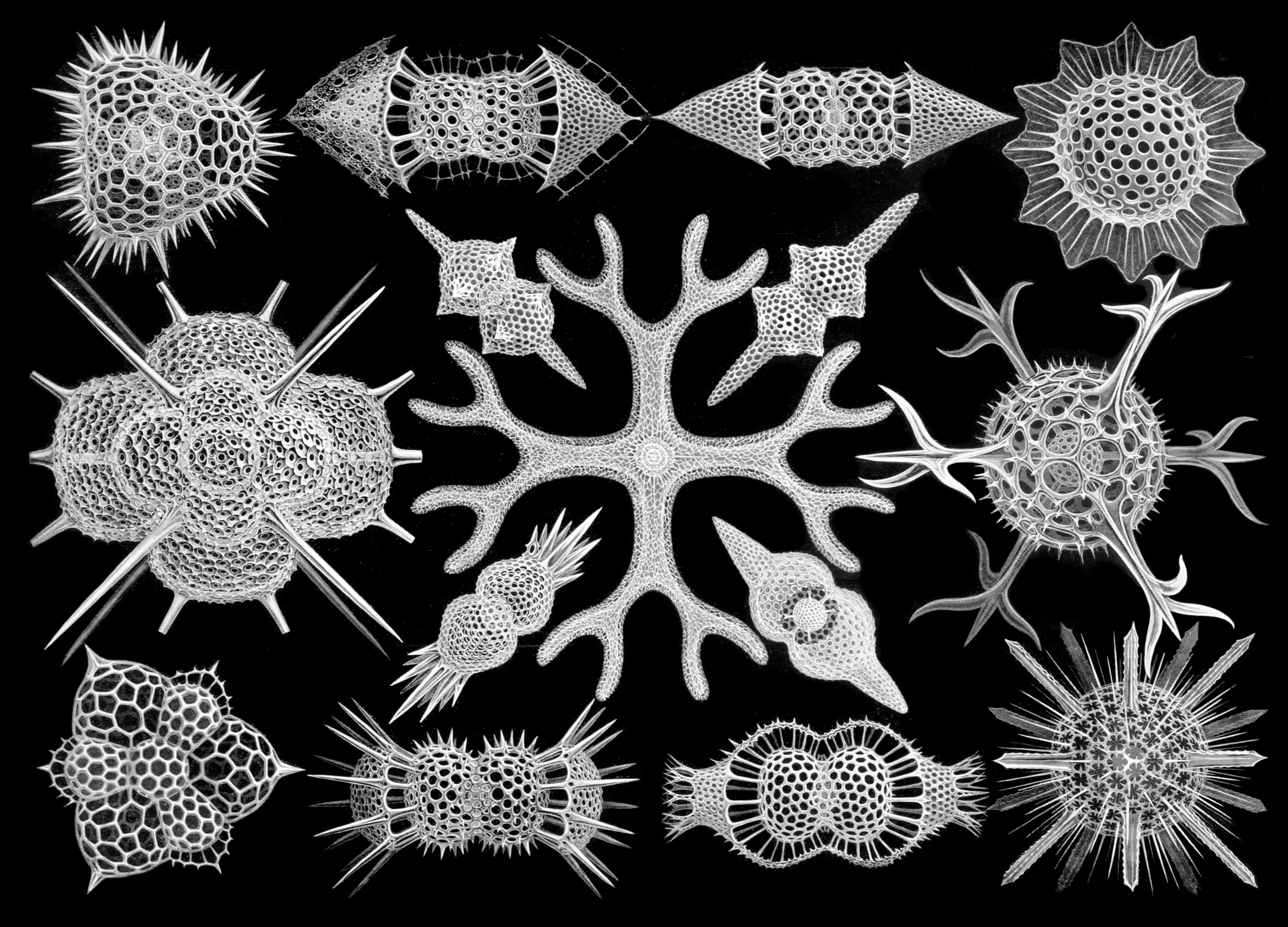 Spumellaria: Kunstformen der Natur