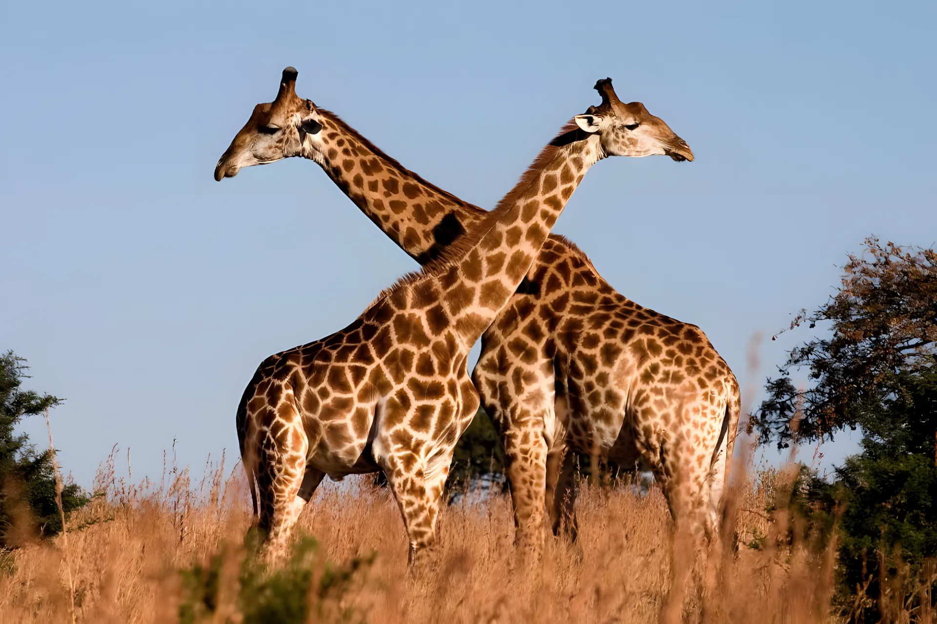 Giraffen