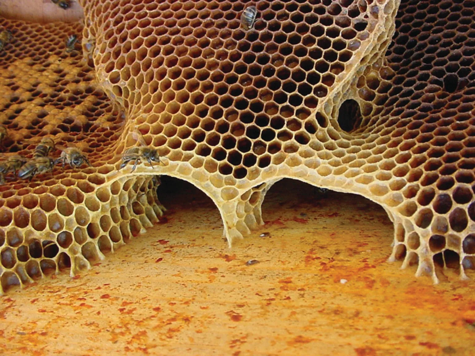 Bienenwabe