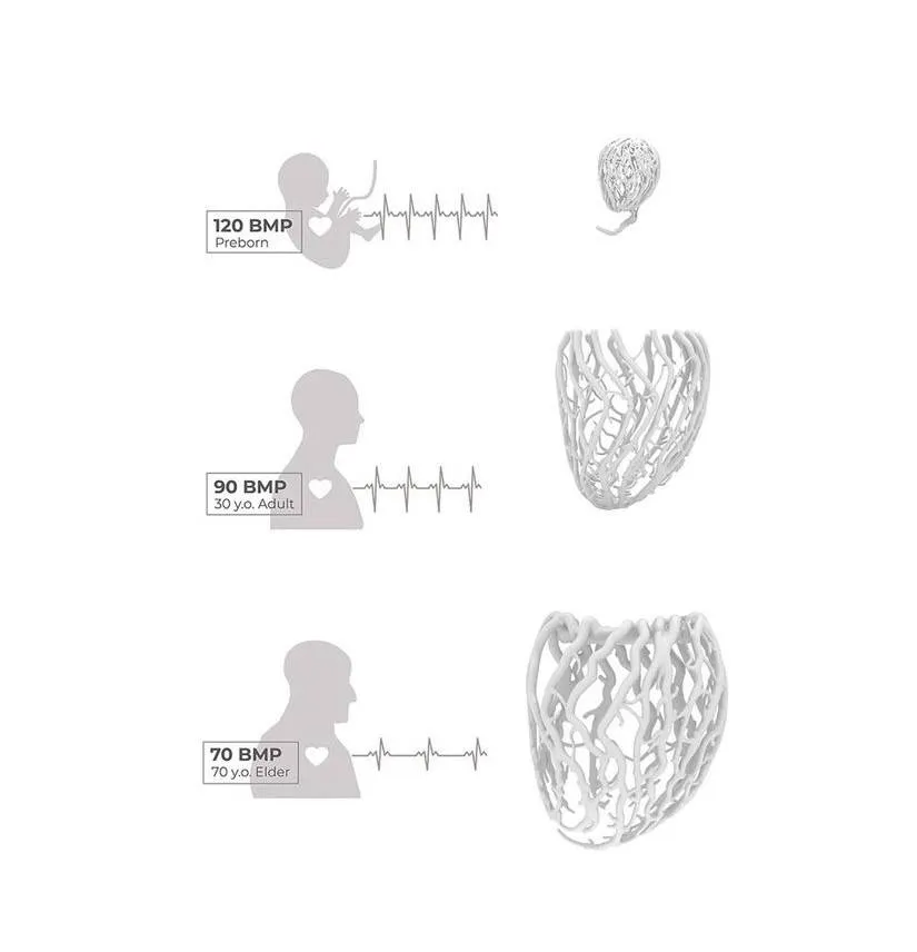 Life Lamp Konzeptdiagramm: drei Herzschlagwerte überlagern sich auf den Silhouetten eines Babys, eines Erwachsenen und einer älteren Person. Daneben die resultierenden jeweiligen 3D-Geometrien.