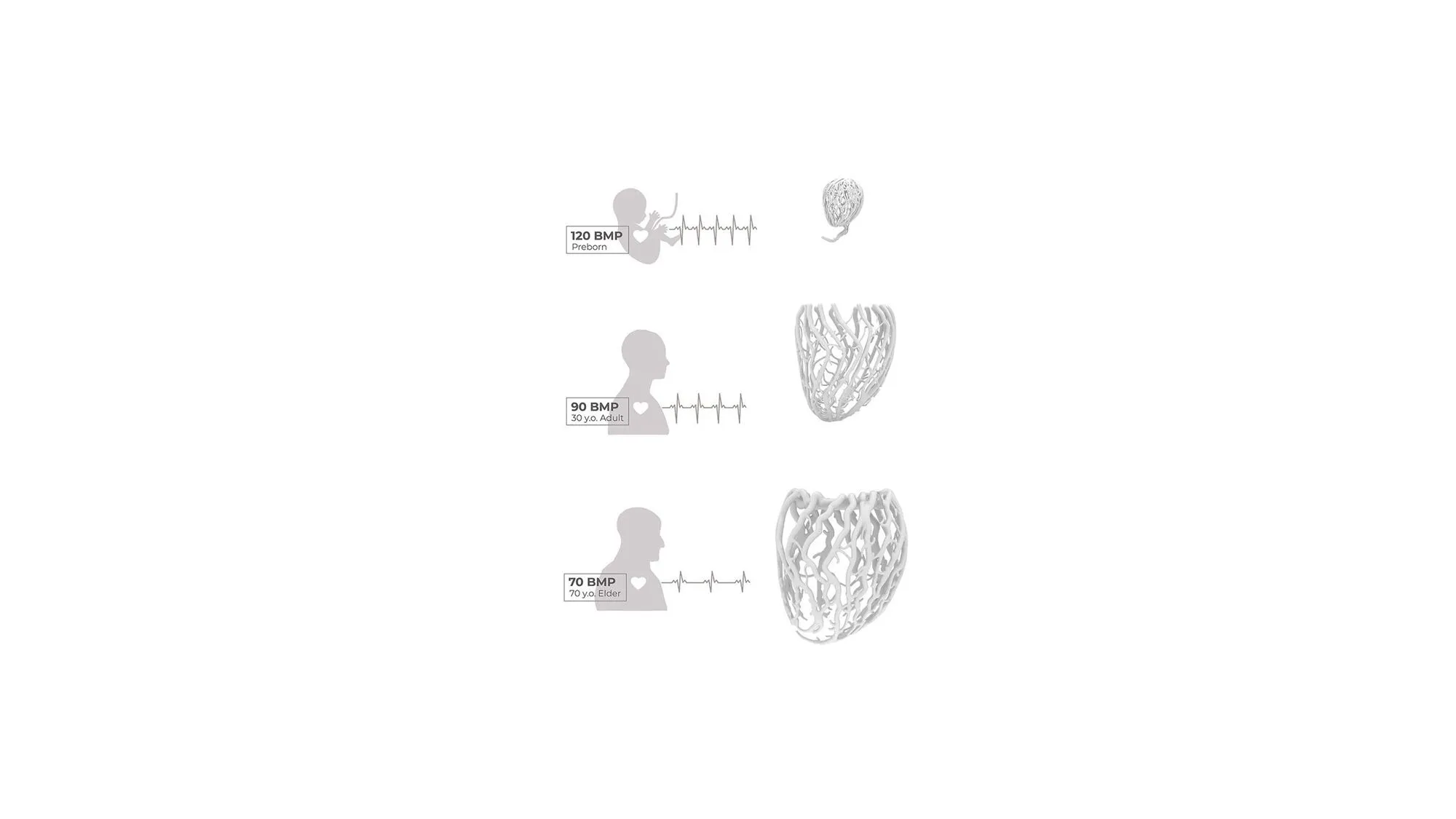 Life Lamp concept diagram: three heartbeat values overlaying on top of a baby, an adult and an elderly silhouette. Side by side with the resulting respective 3D geometries.