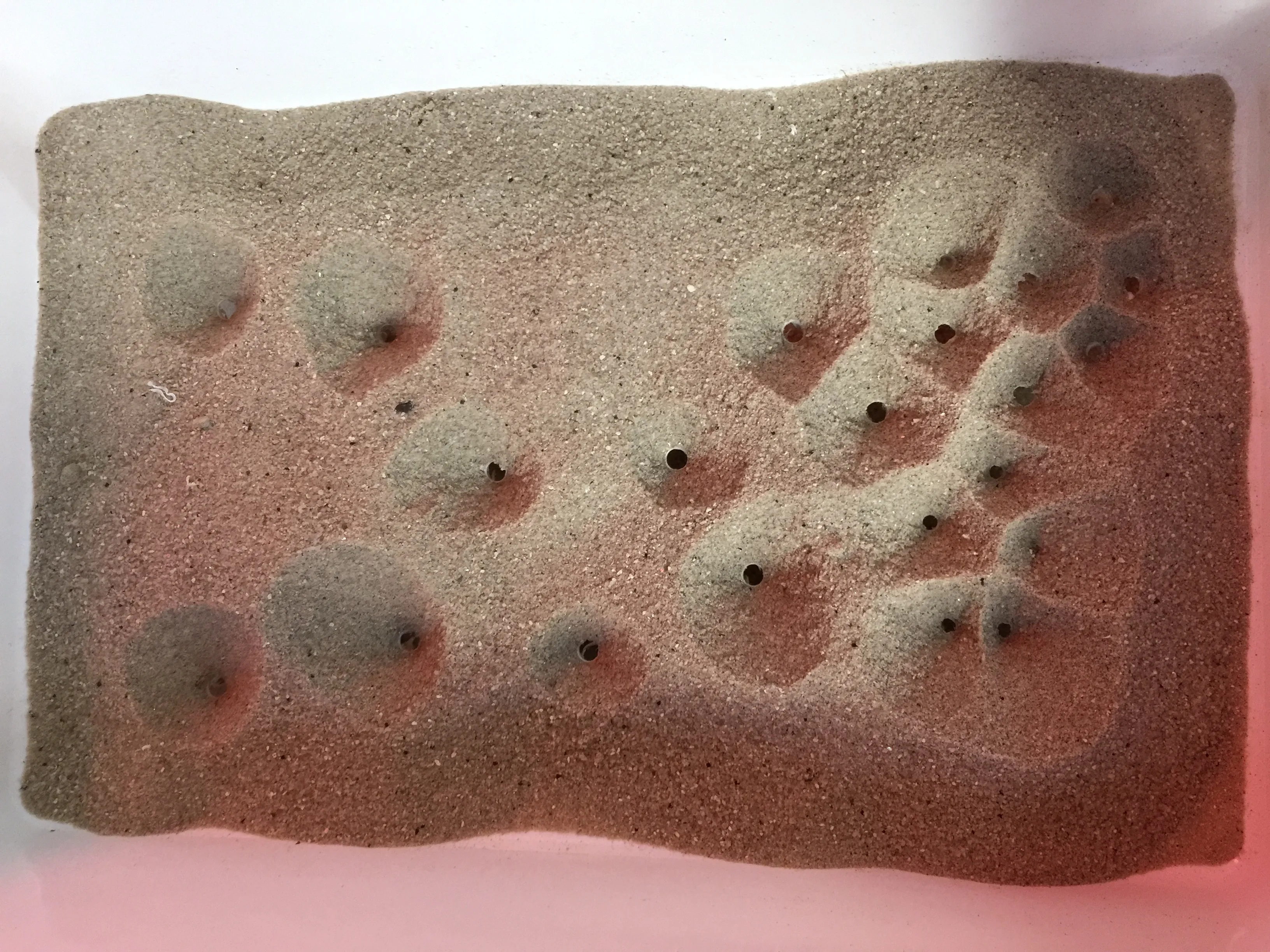 Voronoi pattern emerging from sand