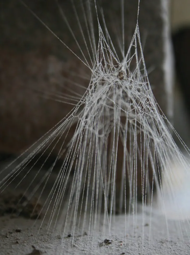 Ernst Haeckel, "Spumellaria: Art Forms in Nature"