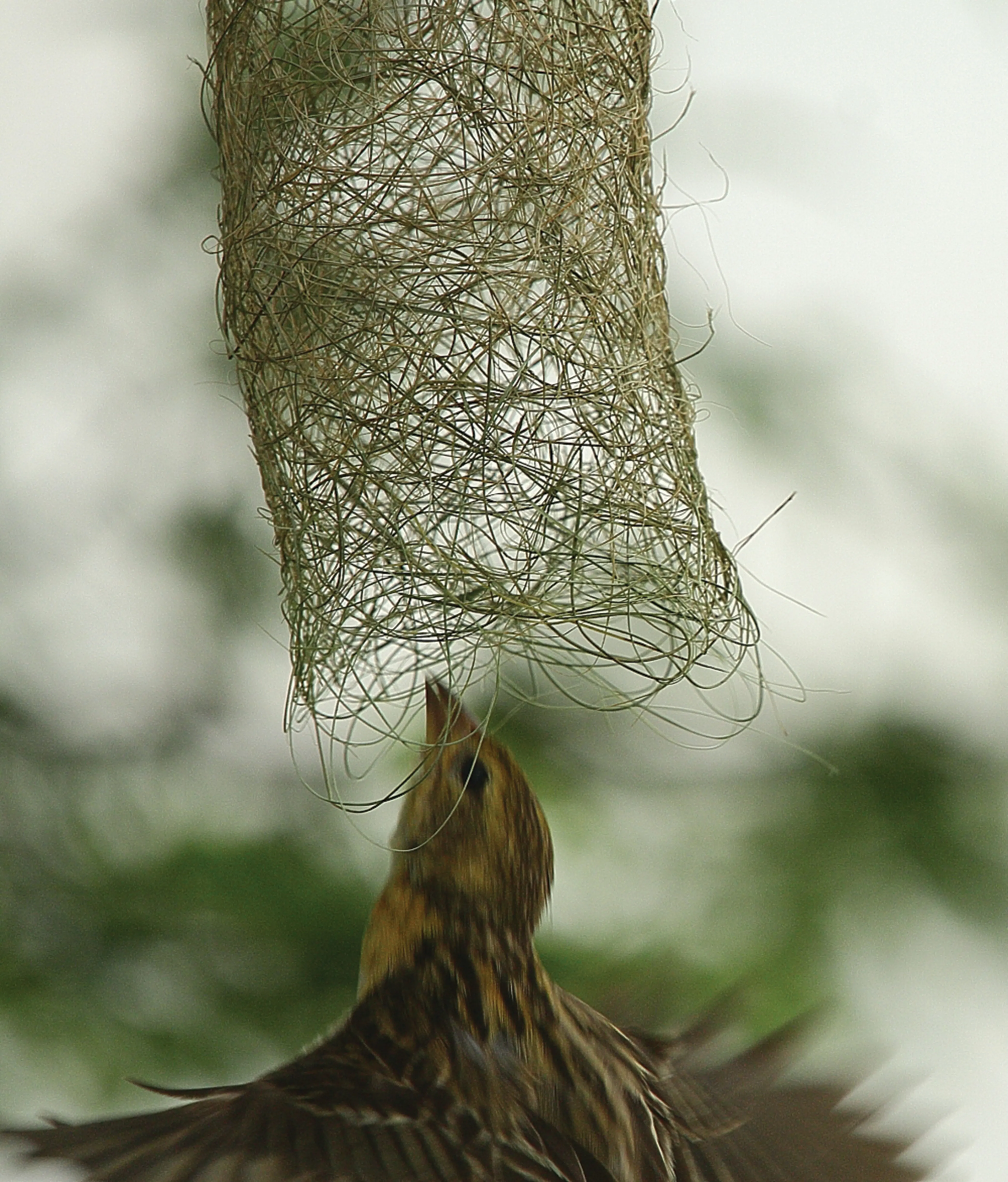 Webervogel, der sein Nest inspiziert